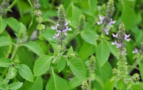 What are the benefits of Tulsi (Holy Basil?)